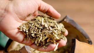 Las exportaciones de yerba mate arrancaron 2026 con un salto del 46%